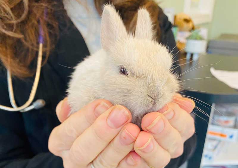 Carousel Slide 3: Pocket pet veterinary care