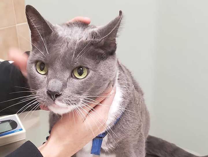 Preventive Care for Cats